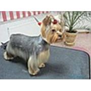 Зоосалон «Fanny Dog»
