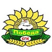 Логотип компании СПК ПОБЕДА (Москва)