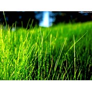 Логотип компании Agro1 (Новая Каховка)