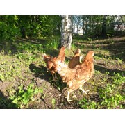 Логотип компании Куры-молодки (Тамбов)