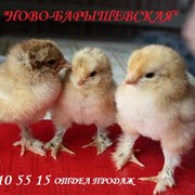Прокат ростовой куклы Миньон фото