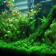 Аквариумные растения фото