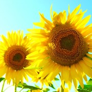 Психотерапия фото