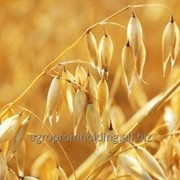 Овес фуражный фото