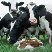 Анализ показателей эффективности фото