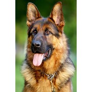 Немецкие овчарки фото