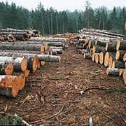 Покупка делянки по Свердловской области фото