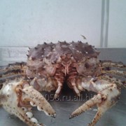 Краб Камчатский живой 2,5-3,5 кг фото