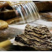 Услуги по дизайну архитектурных форм водоёмов фото