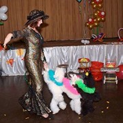Номера с собачками фото