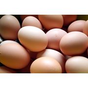 Яйца куриные инкубационные фото