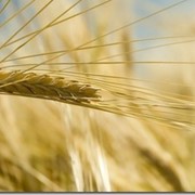 Проводим лабораторный анализ зерна фото