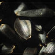 Семена подсолнечника сорт Игор фото