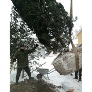 Посадка крупномеров фото