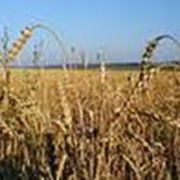 Страхование сельскохозяйственных культур, многолетних насаждений фото