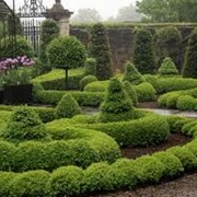 Посадка деревьев и кустарников фото