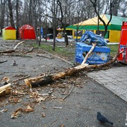 Удаление деревьев фото