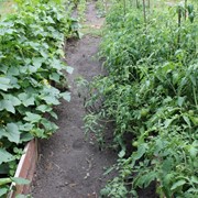 Посадка овощных и полодово ягодных культур новым методом,позволяющим сократить время по уходу за растениями в пять раз фото