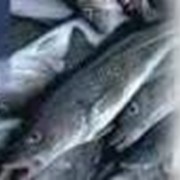 Рыболовство в океане и внутренних морских водах фото