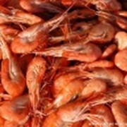 Креветки фото