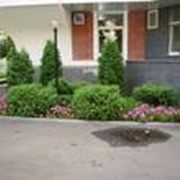 Уборка, благоустройство и озеленение прилегающей территории фото