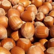 Фундук в скорлупе фото