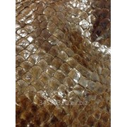 Кожа Рыбы фото