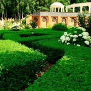 Озеленение (посев газонов, посадка деревьев, кустарников, цветов) фото