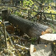 С пил деревьев любой сложности, дрова фото