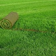 Укладка рулонных газонов фото
