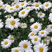 Продажа цветов для выращивания фото