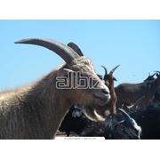 Разведение коз фото