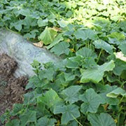 Пленка для мульчирования фото