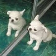 Вязка Чихуахуэньо МИНИ кобель ШОУ класс кобби тип питомник Элефант фото