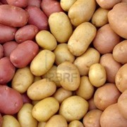 Бардымские овощи фото