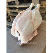 Индюшка в тушках,голени,лопатки,филе фото