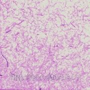 Обои жидкие silk plaster оптима 061 фото