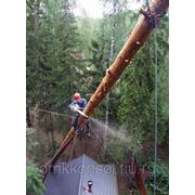Валка и спил деревьев фото
