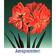Доставка цветов фото