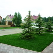 Рулонный газон. Продажа. Доставка. Укладка. Обслуживание. Все “под ключ“!!! фото