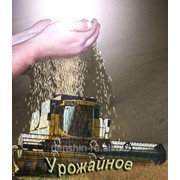 Высококачественная очистка семян. фото