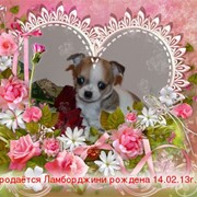 Чихуа-хуа щенки девочки и мальчики фото