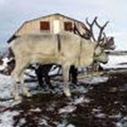 Профилактические ветеринарные мероприятия фото