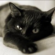 Стерилизация животных фото