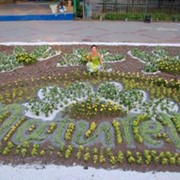 Современный ландшафтный дизайн фото