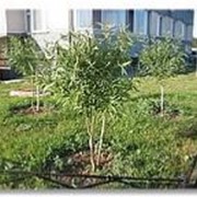 Благоустройство территории фото