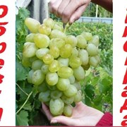 Профессиональная обрезка виноградного куста. фото