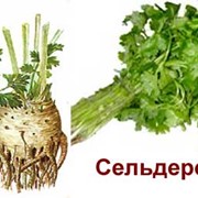 Моновкус - “Сельдерей“ фото