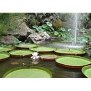 Проектирование прудов и водоемов фото