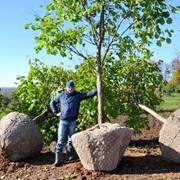 Посадка крупномера в Рязани фото